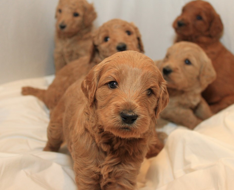 Puppies Red Ridge Doodles